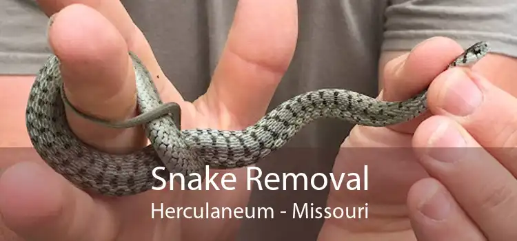 Snake Removal Herculaneum - Missouri