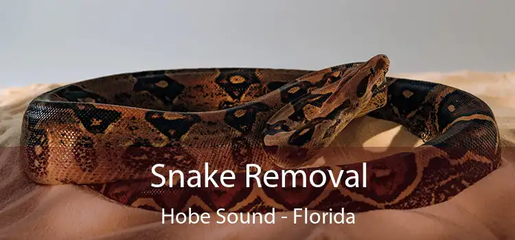 Snake Removal Hobe Sound - Florida
