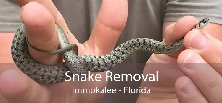 Snake Removal Immokalee - Florida