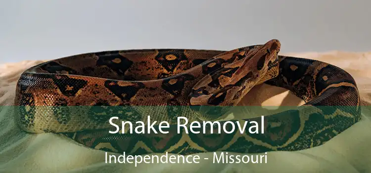 Snake Removal Independence - Missouri