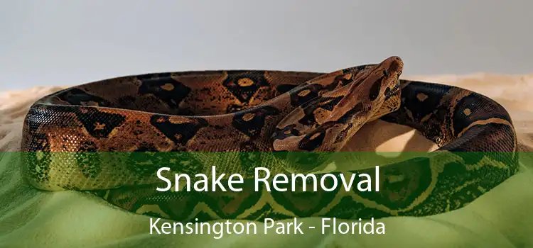 Snake Removal Kensington Park - Florida