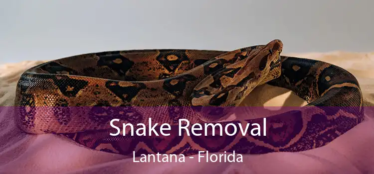 Snake Removal Lantana - Florida