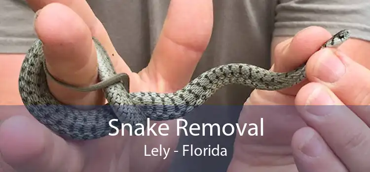 Snake Removal Lely - Florida
