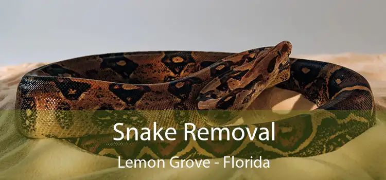 Snake Removal Lemon Grove - Florida