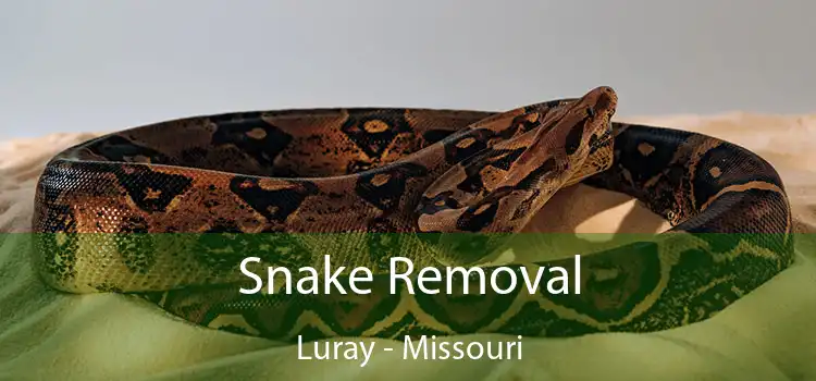 Snake Removal Luray - Missouri