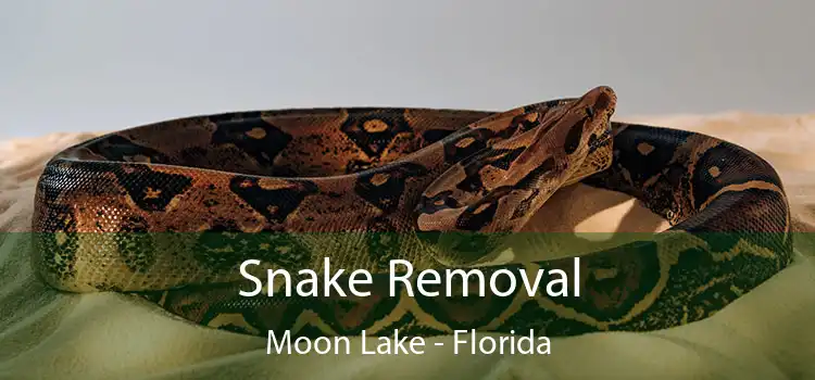 Snake Removal Moon Lake - Florida