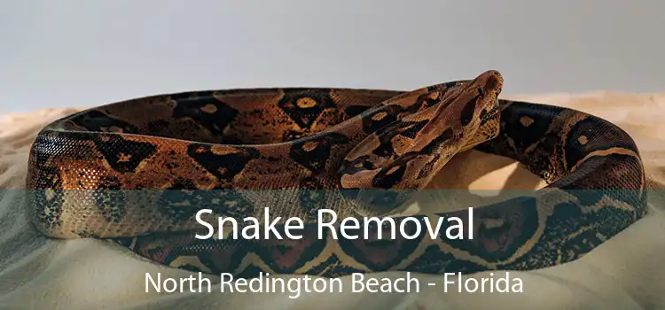 Snake Removal North Redington Beach - Florida