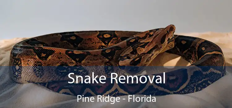 Snake Removal Pine Ridge - Florida
