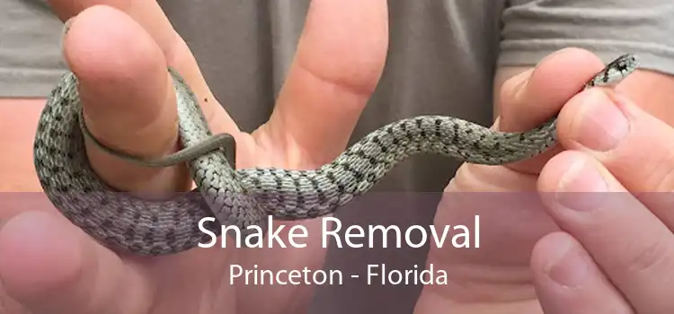 Snake Removal Princeton - Florida