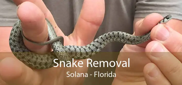 Snake Removal Solana - Florida