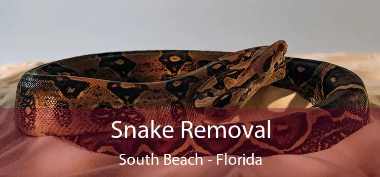 Snake Removal South Beach - Florida