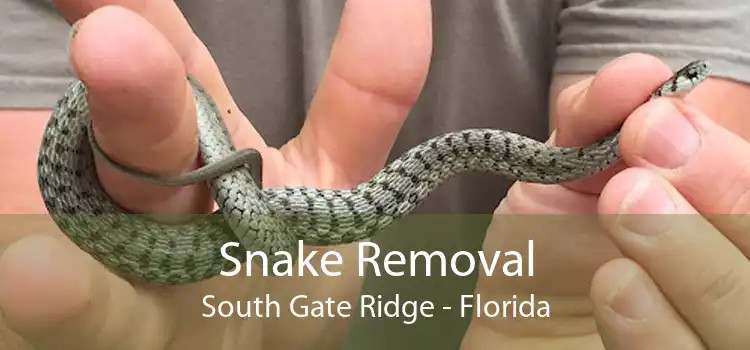 Snake Removal South Gate Ridge - Florida