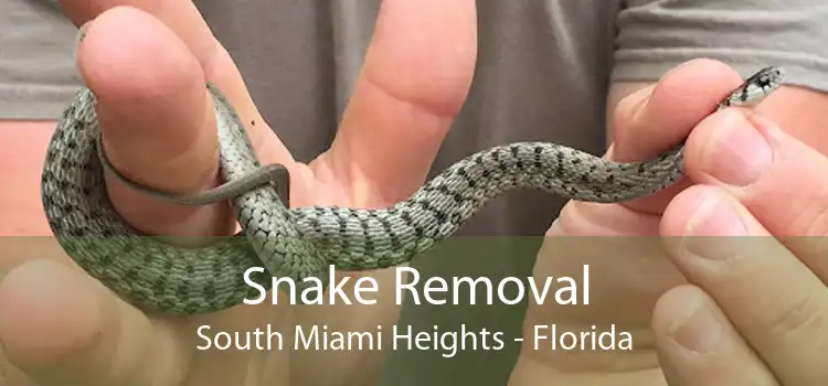 Snake Removal South Miami Heights - Florida