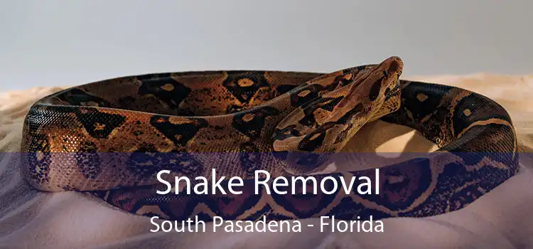 Snake Removal South Pasadena - Florida