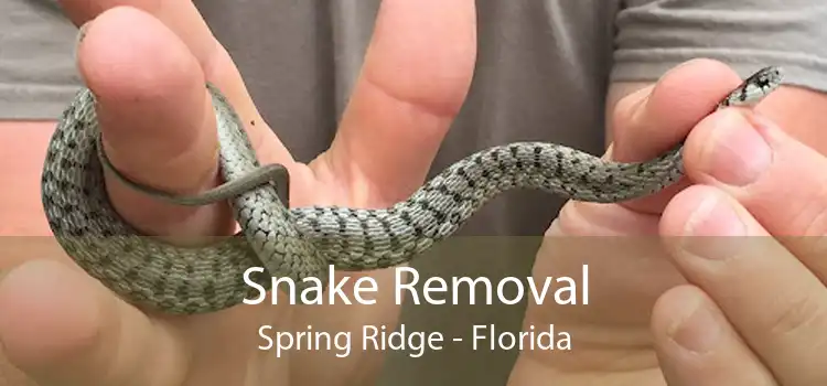 Snake Removal Spring Ridge - Florida