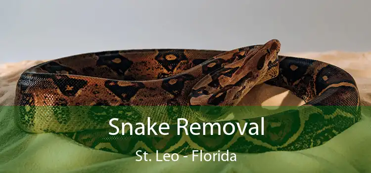Snake Removal St. Leo - Florida