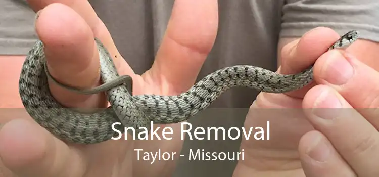 Snake Removal Taylor - Missouri