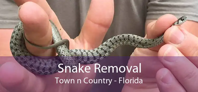 Snake Removal Town n Country - Florida