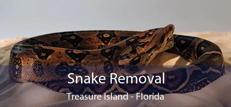 Snake Removal Treasure Island - Florida