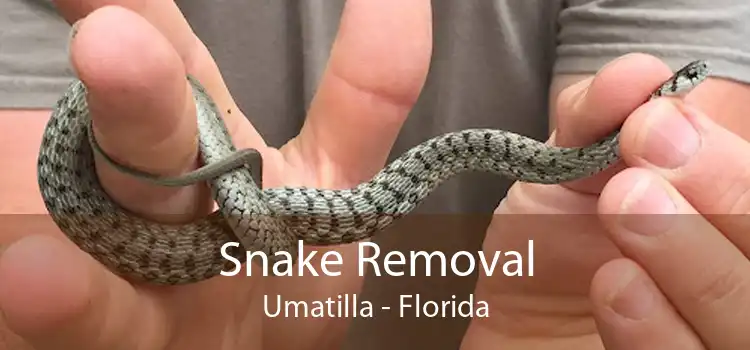 Snake Removal Umatilla - Florida