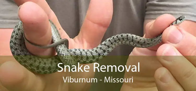 Snake Removal Viburnum - Missouri