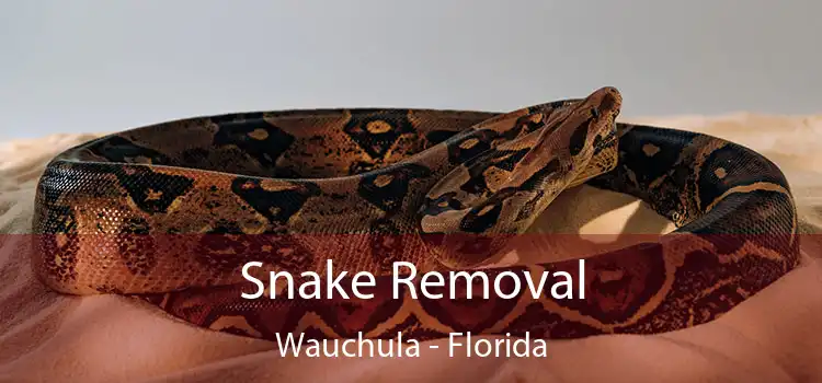 Snake Removal Wauchula - Florida