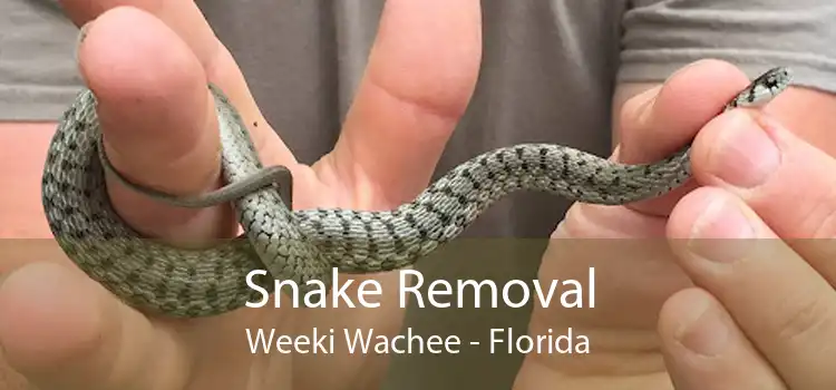 Snake Removal Weeki Wachee - Florida