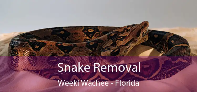 Snake Removal Weeki Wachee - Florida