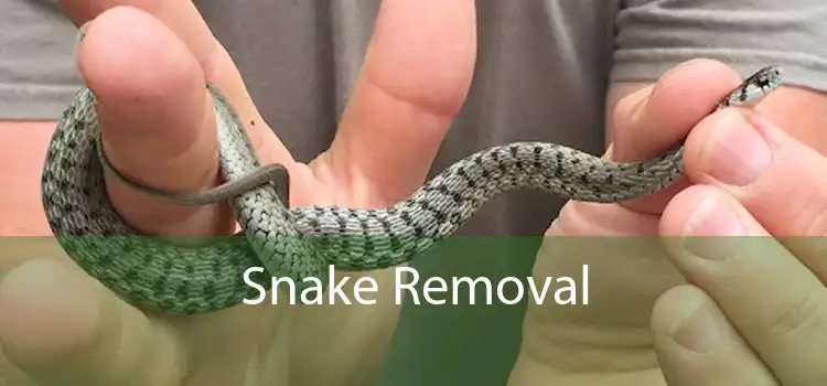 Snake Removal 