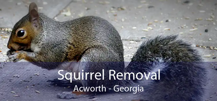 Squirrel Removal Acworth - Georgia