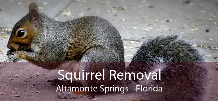 Squirrel Removal Altamonte Springs - Florida
