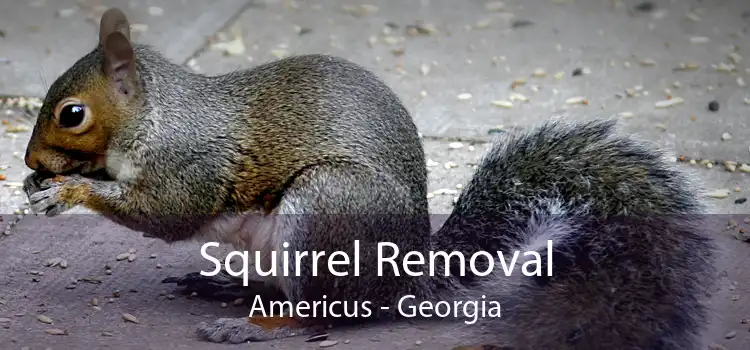 Squirrel Removal Americus - Georgia