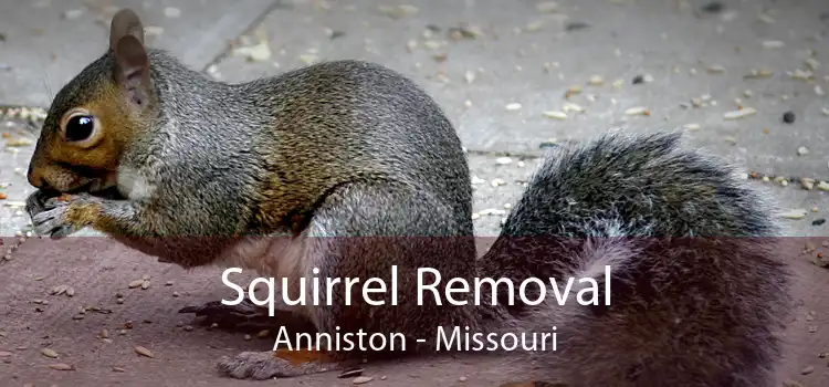 Squirrel Removal Anniston - Missouri