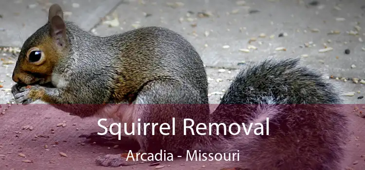 Squirrel Removal Arcadia - Missouri