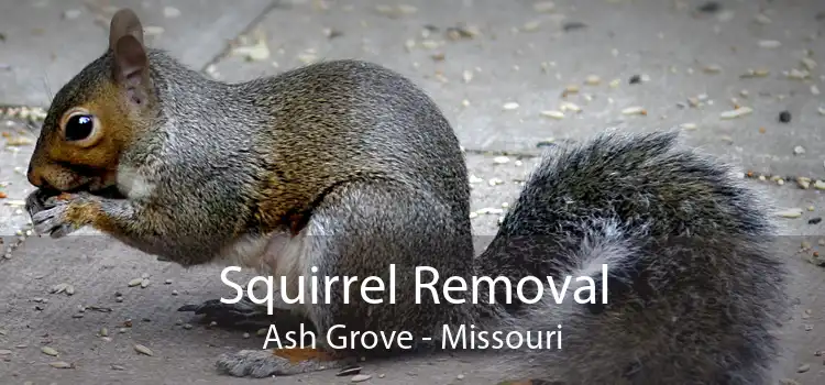 Squirrel Removal Ash Grove - Missouri