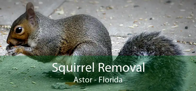 Squirrel Removal Astor - Florida