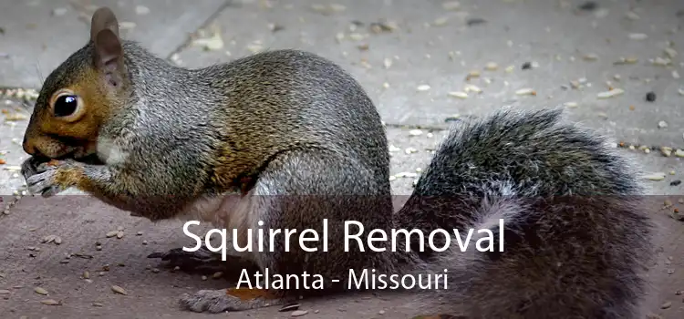 Squirrel Removal Atlanta - Missouri