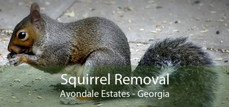 Squirrel Removal Avondale Estates - Georgia