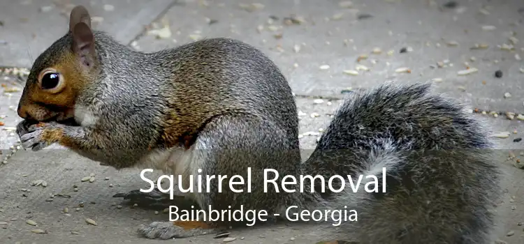 Squirrel Removal Bainbridge - Georgia