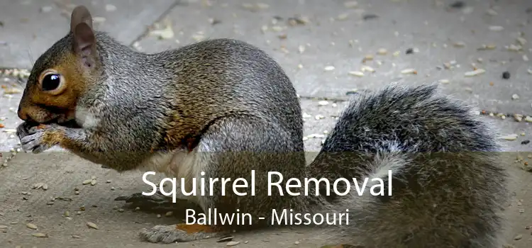 Squirrel Removal Ballwin - Missouri