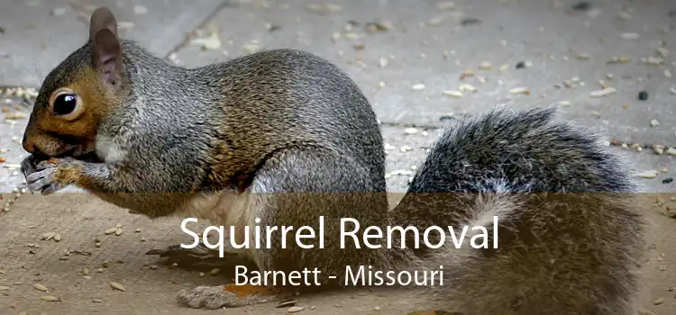 Squirrel Removal Barnett - Missouri