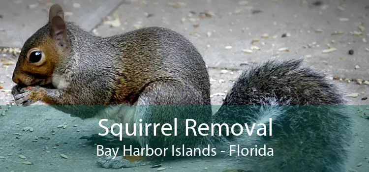 Squirrel Removal Bay Harbor Islands - Florida