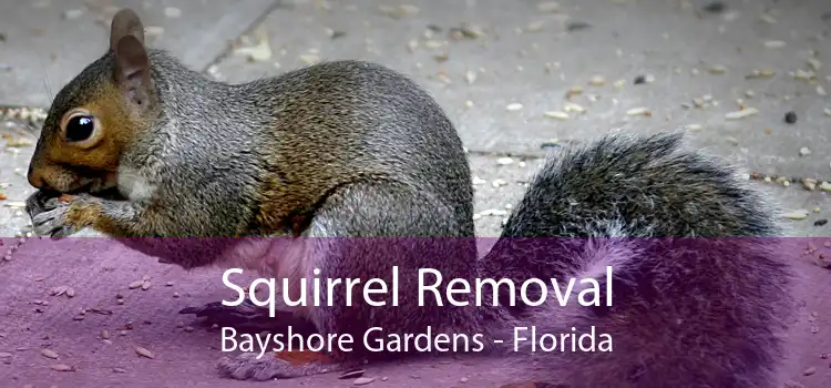 Squirrel Removal Bayshore Gardens - Florida