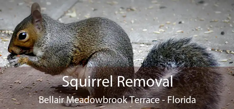 Squirrel Removal Bellair Meadowbrook Terrace - Florida