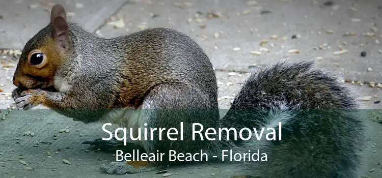 Squirrel Removal Belleair Beach - Florida