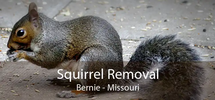 Squirrel Removal Bernie - Missouri