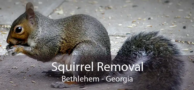 Squirrel Removal Bethlehem - Georgia