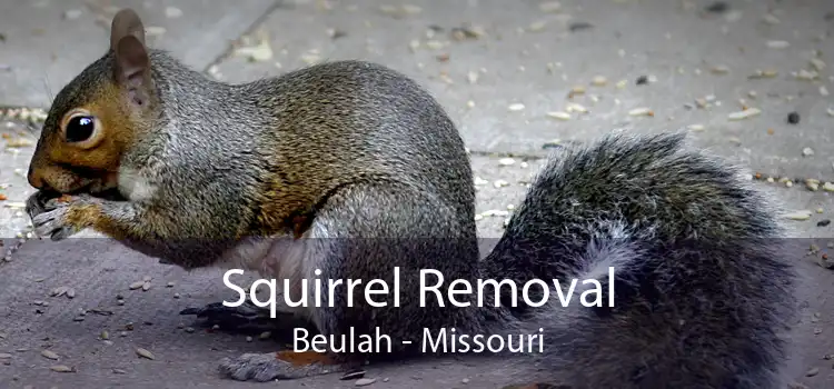 Squirrel Removal Beulah - Missouri