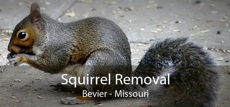 Squirrel Removal Bevier - Missouri