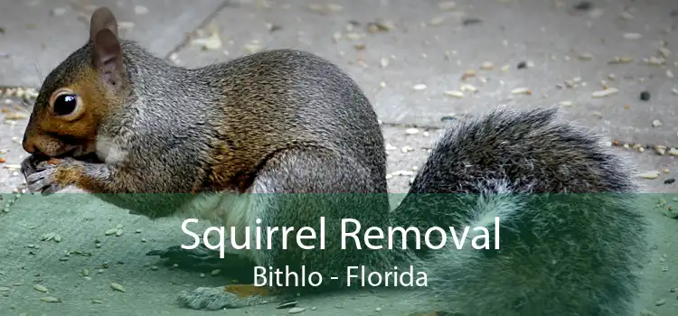 Squirrel Removal Bithlo - Florida